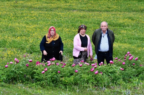 Sakarya'da yılda 10 gün açıyor: Bu çiçeği koparmanın cezası 557 bin TL